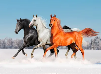 Тройка лошадей - 60 фото | Лошади, Лошадь обои, Белые лошади