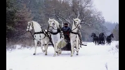 [75+] Зимняя тройка лошадей фото фото