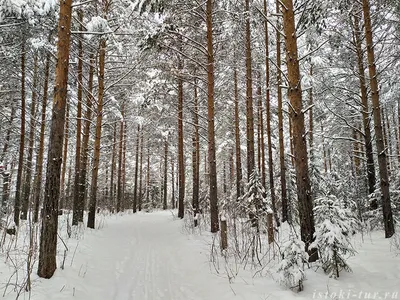 Картинка Зимнего леса из сказки Морозко: загадочные фоны