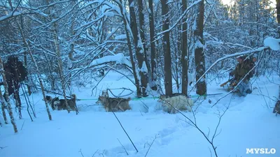 Фото Зимнего леса из сказки Морозко для скачивания в webp формате - бесплатно