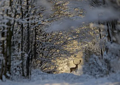 Бесплатное изображение Зимнего леса из сказки Морозко в jpg формате - новое