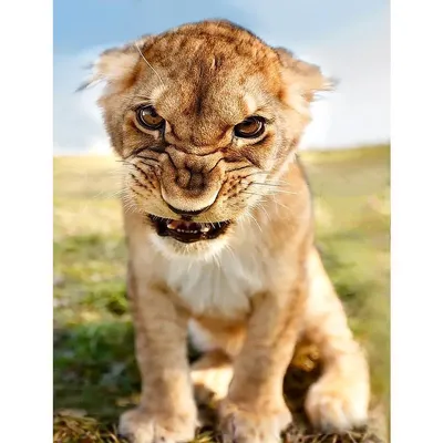 Картинка Львы Большие кошки злость Животные 1440x1440
