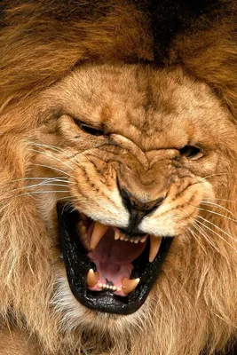 Лев и львица стоковое фото. изображение насчитывающей король - 150887308
