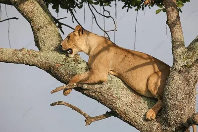 Фотографии Животные Львы Львица ©Tambako The Jaguar злость