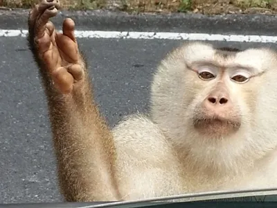 Злая обезьяна на острове Ко Лан, Та Stock Photo | Adobe Stock