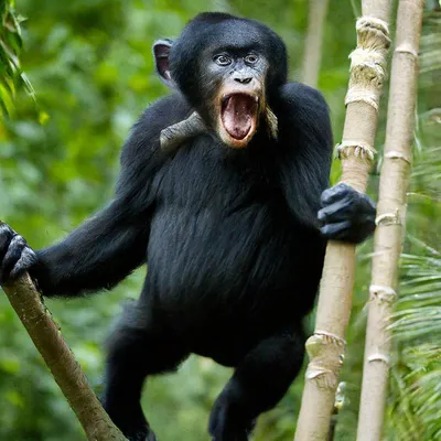 Злая обезьяна стоковое изображение. изображение насчитывающей напольно -  162135861