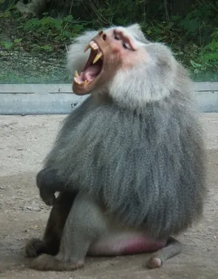 Злые обезьяны едят пищу, сидя Стоковое Фото - изображение насчитывающей  еда, земля: 159334524