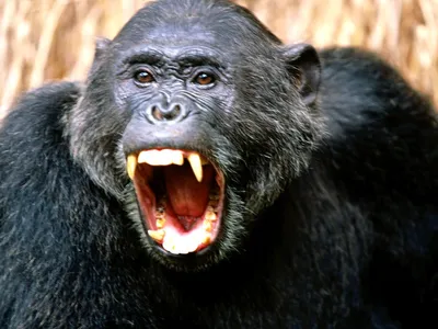 Злая обезьяна терроризирует село в Сочи - Росбалт