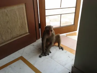 Злая обезьяна - красивые фото