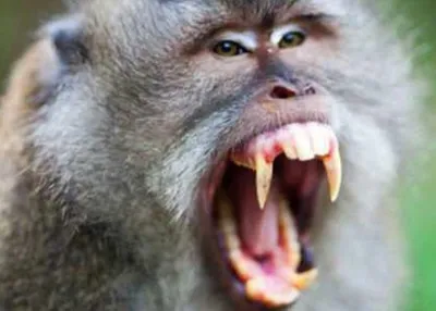 осторожно злая обезьяна!грубиян! - YouTube