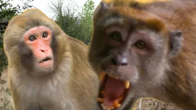 злобная обезьяна, живущая в земном центре Ятаю Стоковое Фото - изображение  насчитывающей обезьяна, примат: 230889528