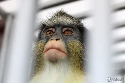 плохая обезьяна стоковое изображение. изображение насчитывающей алеаторный  - 9521975