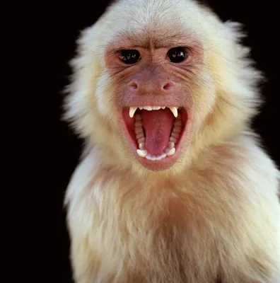 Злая обезьяна с челкой Stock Photo | Adobe Stock