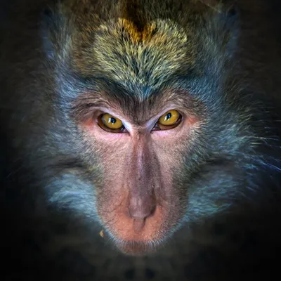 ОЧЕНЬ злая обезьяна, Вриндавана (Уттар-Прадеш) | Пикабу