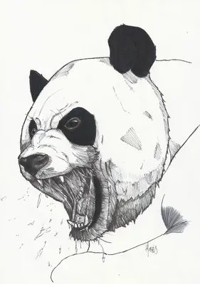 Идеи на тему «Татировка» (8) | рисунки панды, панда, иллюстрация с медведями