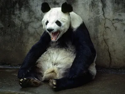 Панда эскиз (63 фото)