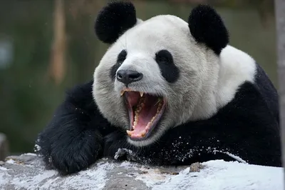 Злая панда, на фоне космической …» — создано в Шедевруме