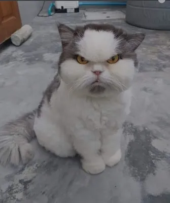 очень злая домашняя персидская кошка смотрит в камеру, злой кот картинки,  кошка, домашний питомец фон картинки и Фото для бесплатной загрузки