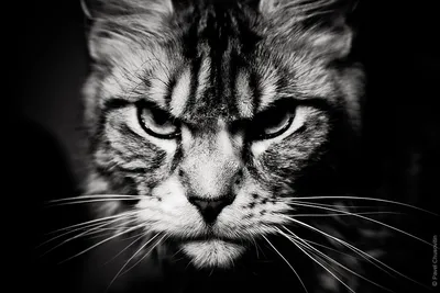 Злой кот | Очаровательные котята, Милые котики, Котята