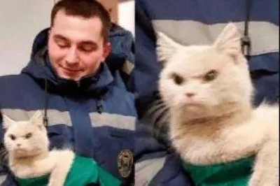 Злой кот из Воронежа стал любимцем пользователей соцсетей