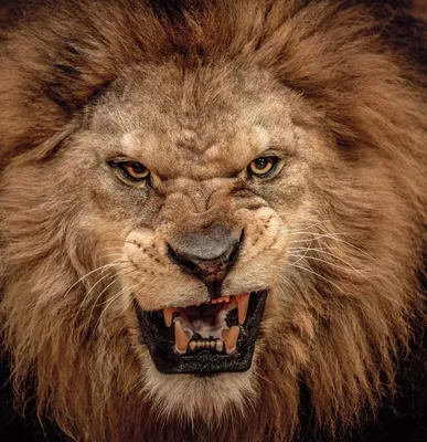 Картинки льва на аву (41 лучших фото)