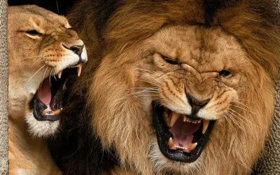 Злой Лев , дикий зверь , крупным …» — создано в Шедевруме