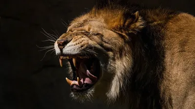 Злой лев с открытым ртом и острыми зубами рычит в чаще ночного леса |  Премиум Фото