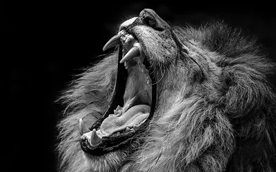 Злой лев Прыжки, иллюстрации Включая: африканец и животное - Envato Elements