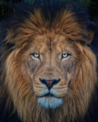 Злой рычащий лев высококачественная иллюстрация генеративный ai | Премиум  Фото