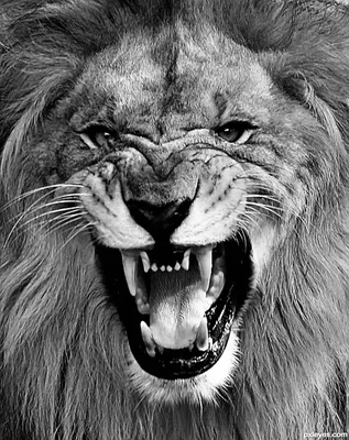 Злой голова льва, иллюстрации Включая: лев и дикий - Envato Elements