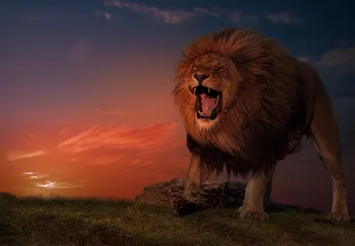 Фото hd, 4k, качество, злой лев …» — создано в Шедевруме