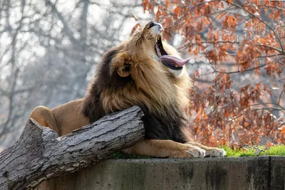 Раскраски злой, Раскраска Раскраски дикие злой лев рычит природа животные  хищник Лев.