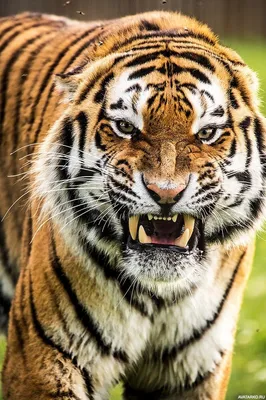 Злой тигр фото 