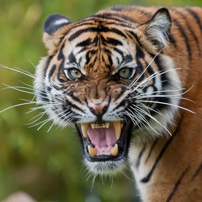 Злой тигр, профессиональное фото, 4k…» — создано в Шедевруме