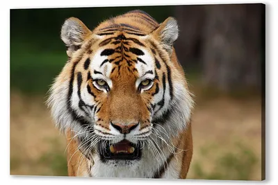 Картинка Тигры Большие кошки Зубы Оскал Усы Вибриссы Животные злость |  Котята, Животные, Большие кошки
