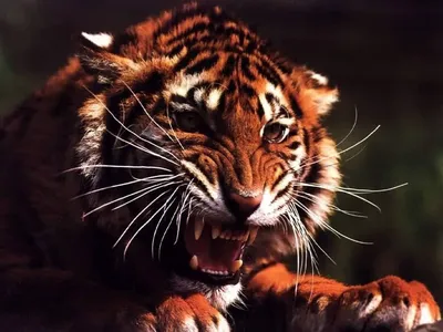 В Приморье \"неуловимый\" тигр попал на видео ― он крадет других животных -  03.04.2021, Sputnik Беларусь