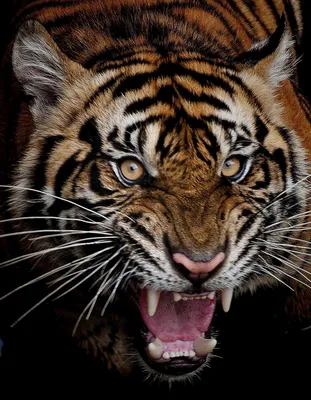 свирепый тигр в 3d арте, белый тигр, хищник, злое животное фон картинки и  Фото для бесплатной загрузки
