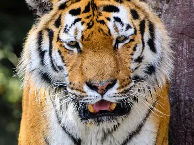 Спастись от тигра-людоеда | Дневник веселого туриста | Дзен