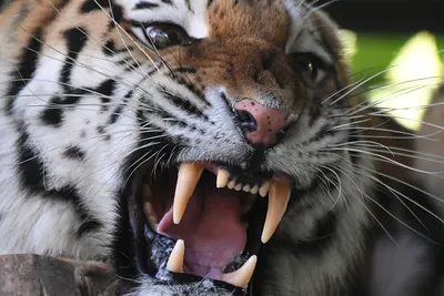 ужасный тигр злой рычит, разрывая огромные клыки, изолированные на белом  Иллюстрация штока - иллюстрации насчитывающей огромно, клыки: 269357260