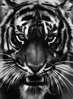 Злой тигр\" Изображение для нанесения на одежду № 1050 купить со скидкой в  интернет-магазине СувенирПрофф - Красноярск