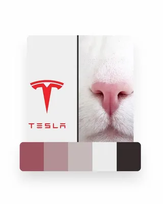 🚗🐈 Tesla logo...and Cat's nose?! 📸 Photo by @2chaoscats Get inspiration  with this color palette? Tag your work with #c… | Vector design, Cat nose,  Graphic design