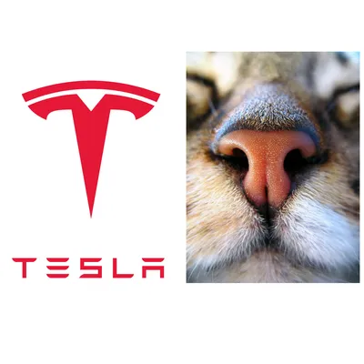 Правда ли, что эмблема Tesla - это нос кота? В каких ещё эмблемах авто  можно увидеть кошку | Кошка.ru | Дзен