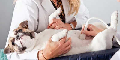 Гипотиреоз у собак | Ветеринарный центр «Раденис» | Дзен