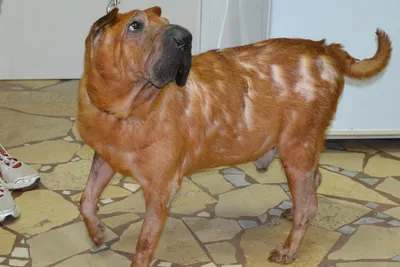 Гипотиреоз собак | Ветеринарная клиника доктора Шубина