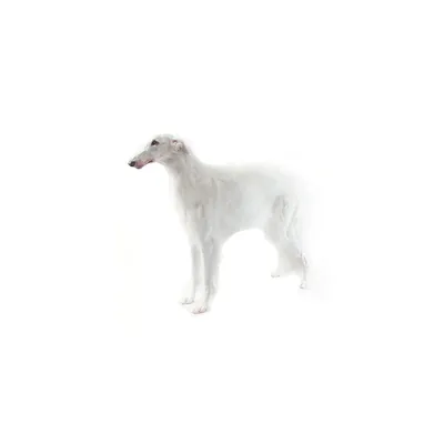 проиллюстрированная голова собаки. цифровая иллюстрация, основанная на  отрисовке нейронной сети Иллюстрация штока - иллюстрации насчитывающей  намордник, шарж: 264913853