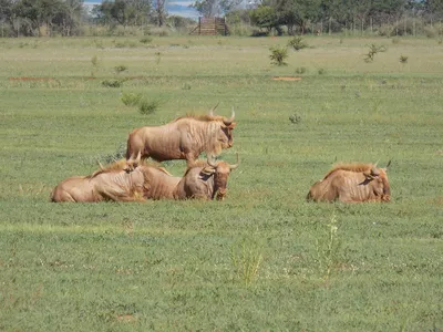 Изысканная картина Золотой антилопы в формате jpg