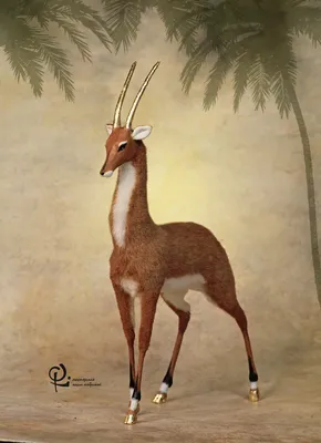 Золотая антилопа: фото в формате webp для бесплатного скачивания