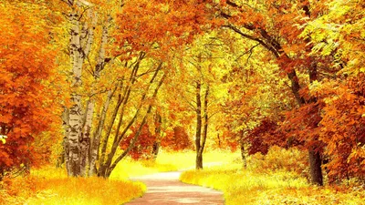 Картинка с золотой осенью для скачивания бесплатно
