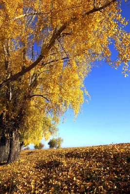 Уникальное изображение Золотая осень в веб-формате webp