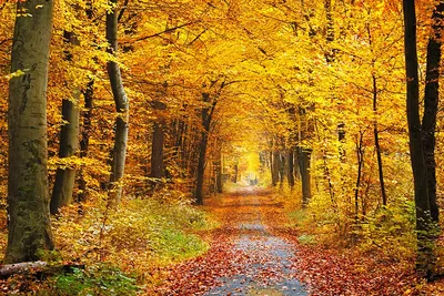 Бесплатное скачивание фото Золотая осень роскошного качества